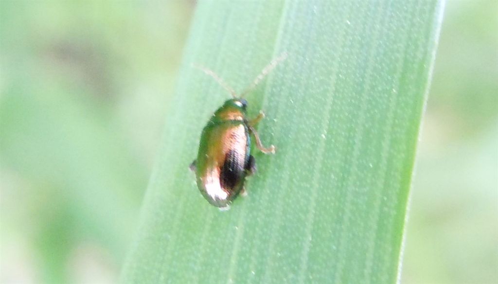 Chrysomelidae: Crepidodera sp.